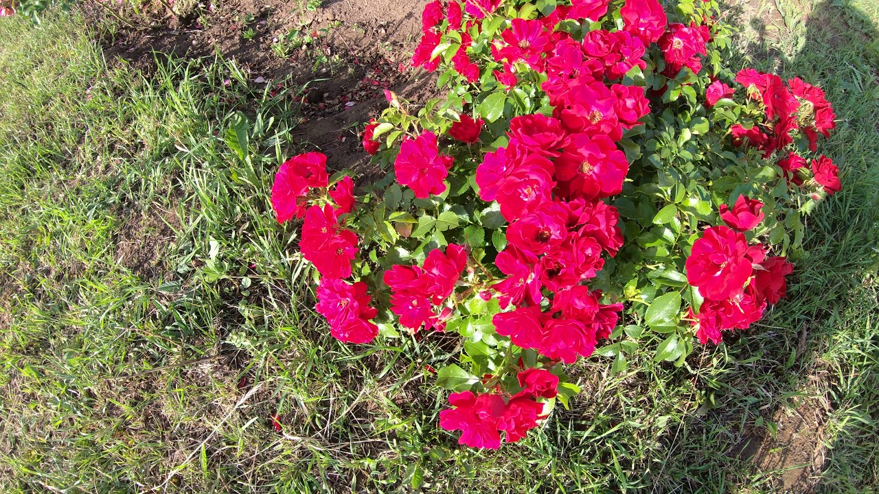 Роза Центро-роуз  (Centro-Rose)