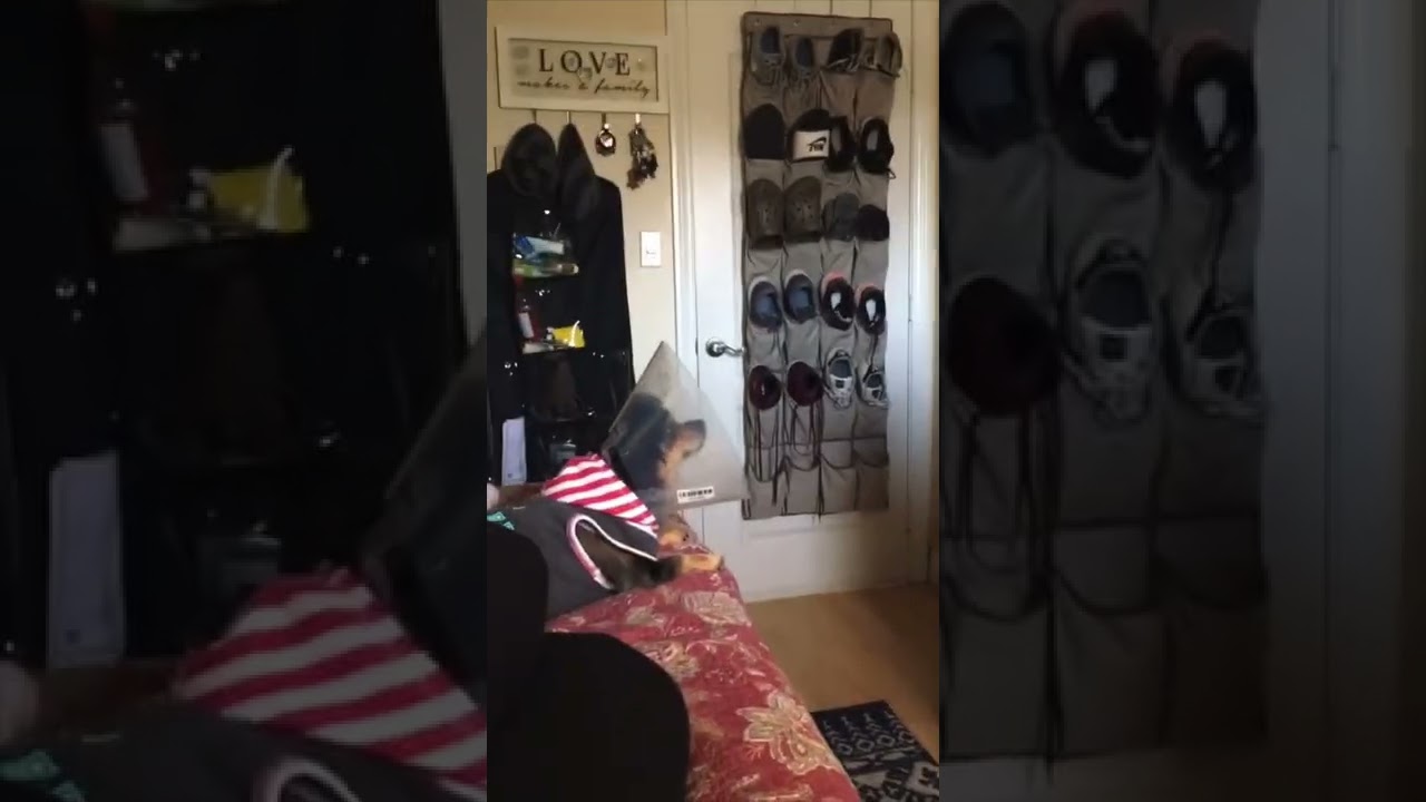 ⁣This dog was watching a scary movie until it got scared ?