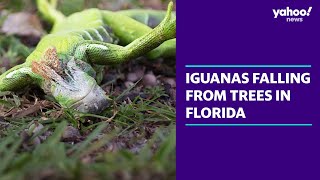 Why these iguanas are suddenly falling out of trees | Yahoo Australia