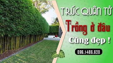 Cây trúc quân tử rẻ siêu đẹp chuyên trồng hàng rào, khuôn viên nhà, công trình cảnh quan.