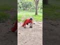 Monkey skills #viral #short #video