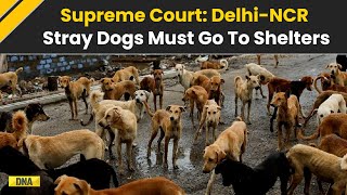 Download Lagu Supreme Court Orders All Delhi-NCR Stray Dogs To Be Moved To Shelters Quickly, Warns..... MP3 Download Lagu Supreme Court Orders All Delhi-NCR Stray Dogs To Be Moved To Shelters Quickly, Warns..... MP3