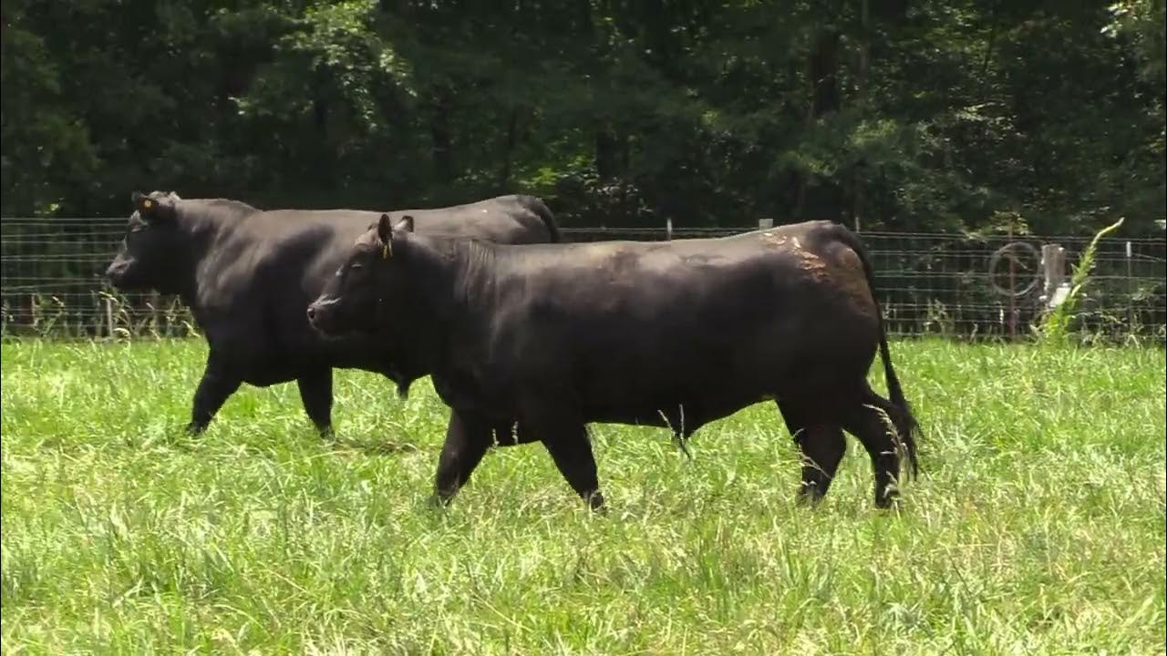 How Much Meat Do You Get from a Freezer Beef? Answers from the Farm C