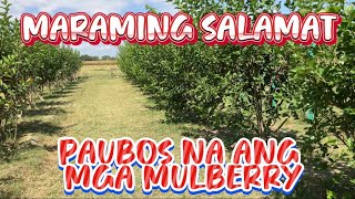 EP 174 : PATAPOS NA ANG MULBERRY PICKING + GRAFTING UPDATE SA MGA UBAS by RJ FARM TV 411 views 2 months ago 10 minutes, 50 seconds