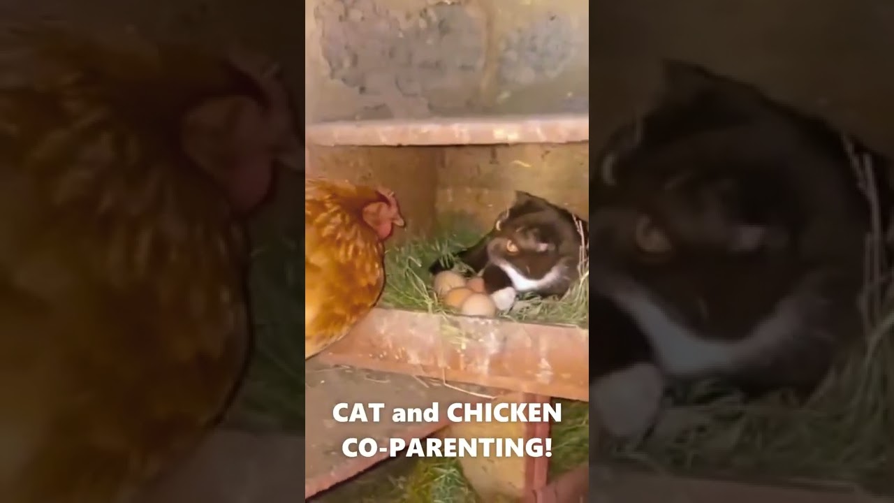 Seeing cat and chicken coparenting for the first time. Wonders shall never end! 