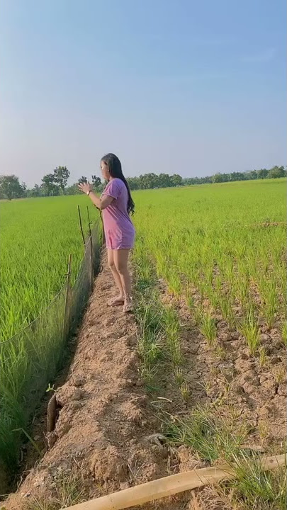 cewek di sawah