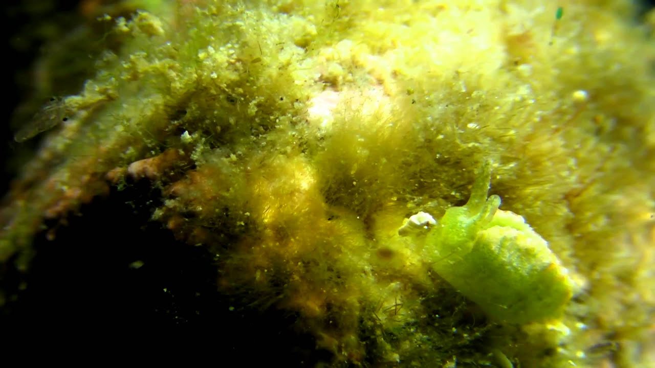 囊舌目海天牛科