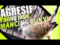 Coba Suara Perkutut Lokal Ini Paling Jago Mancing Lawan Mp3 - Mp4 Download
