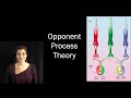 Color! (IDSC250) - Opponent Process Theory I