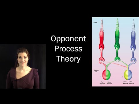 Color! (IDSC250) - Opponent Process Theory I