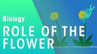 The Role of the Flower | Plants | Biology | FuseSchool