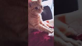 Кошка Делает Утренний Массаж / The Cat Does The Morning Massage/ Доброе Утро Музыкальная Открытка