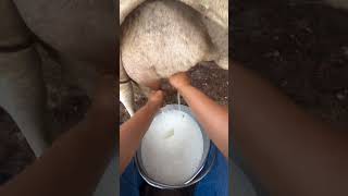 cow milking by hand beautiful girl || amazing work || mini vlog video
