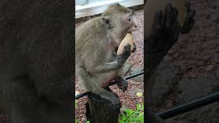 Download Lagu Young Mama Gigi Sit Eat Coconut#Mw@6 MP3 Download Lagu Young Mama Gigi Sit Eat Coconut#Mw@6 MP3