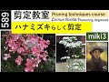 589 ハナミズキらしく剪定する Pruning Dogwood Naturally. miki3