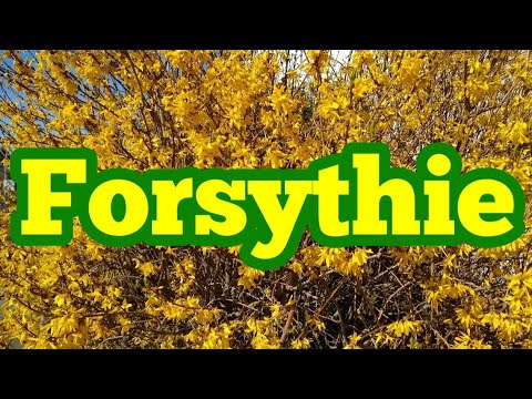 Video: Forsythie Intermediär (33 Fotos): Beschreibung Der Sträucher 