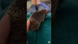 More energy,more twerk⚡️ #animals#dance#goodmood#wombat#bird#hedgehog#bulldog#turtle