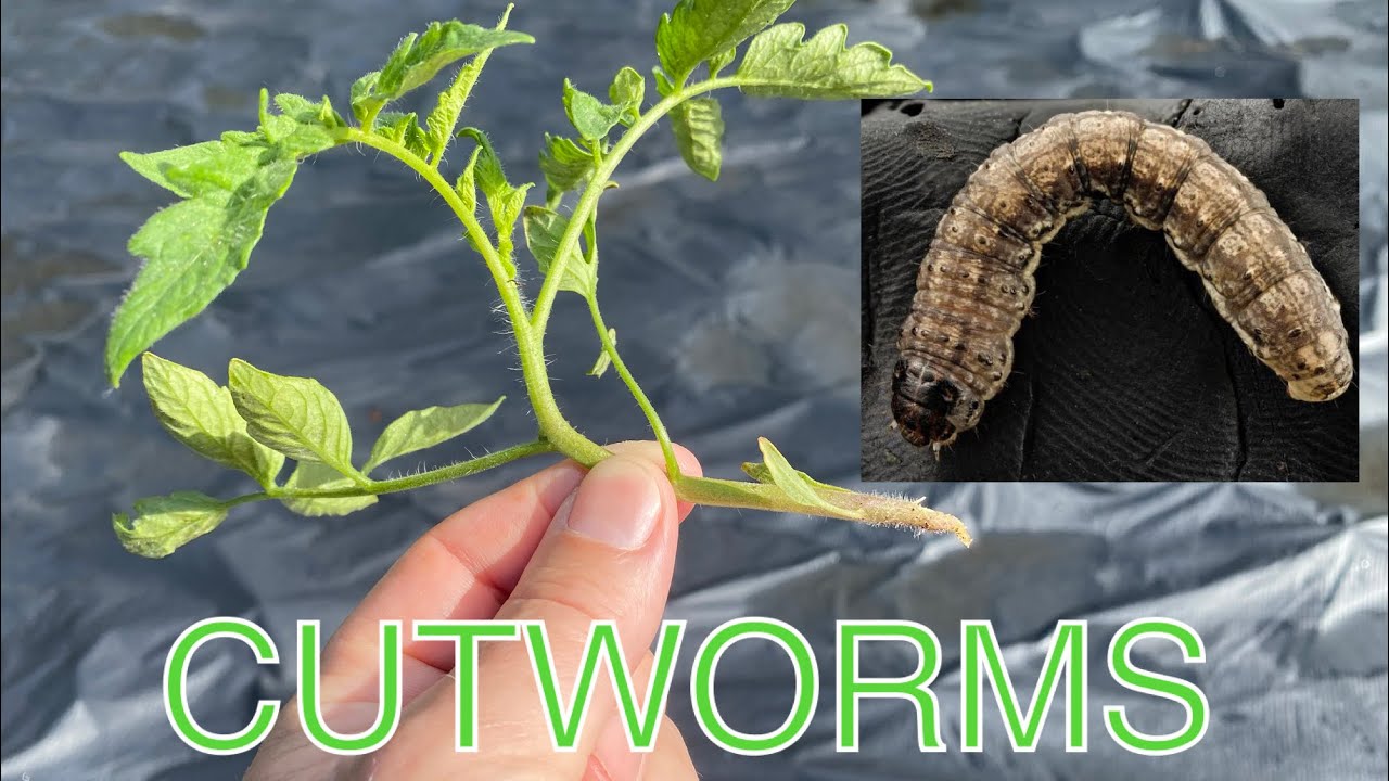 Cutworms Diatomaceous Earth: Natural Pest Control for Healthy Gardens