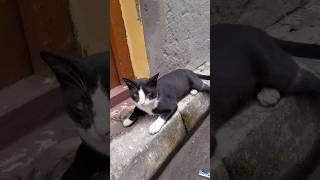 i love street cats 🥰 #cat #cute #cats #catlife #love #shorts