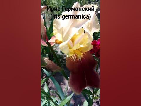 Ирис германский (Iris germanica) #ирисы #iris - YouTube