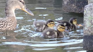 【番外編】生まれたばかりのカモの赤ちゃん、猫よりも可愛い！？
