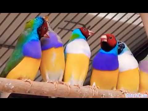 aneka burung hias 