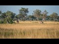 Botswana Safari | Kwando Splash Camp | Okavango Delta | Improved Edition 2021