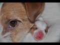 Newborn puppies Jack Russell Terrier. The first hour of puppies' life