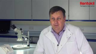 Why Rentokil is studying mice behaviour 1 of 4   Rentokil NZ