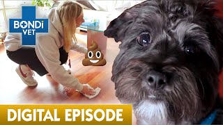 HELP! Puppy Poops Everywhere ‍♀ | Full Episode | Bondi Vet