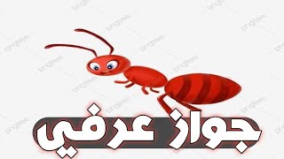 قصه النمله مع الجواز العرفي