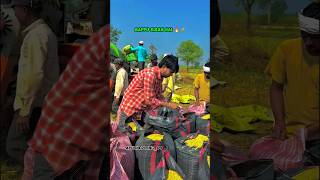 Bappu kisan hai 🔥✳️💯#bappukisanhai #harshpushptode #editing #kisan #khetibadi #farming #shorts