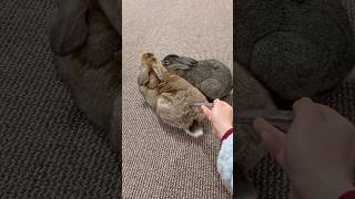 Fluffy Bunny Contest