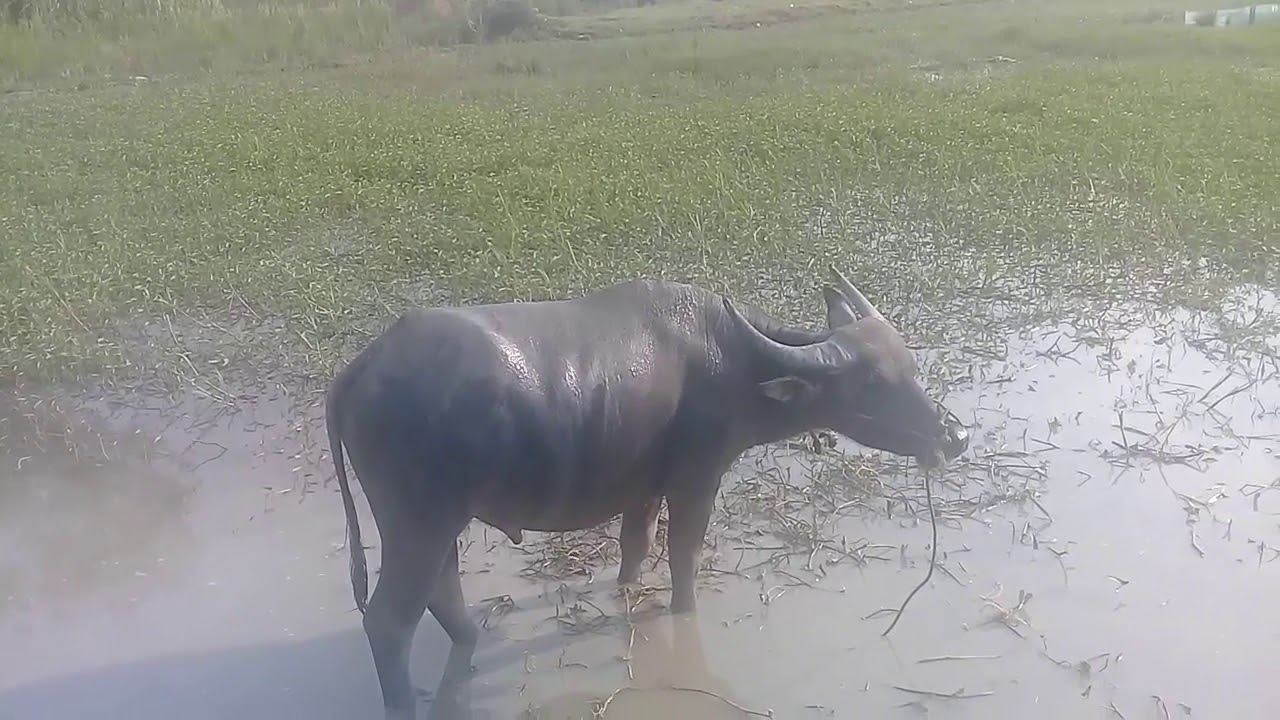 CÂU CÁ GIẢI TRÍ Ở QUÊ