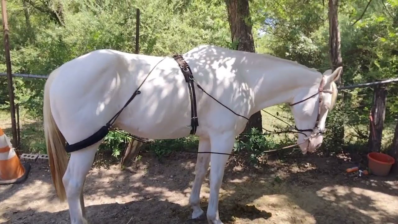 Introducing a horse to the Passoa balance training system to help build