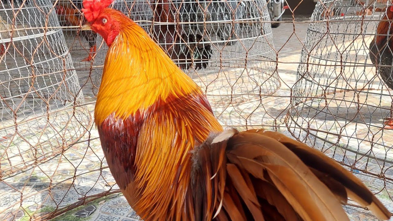 04/03/2026 tiếp 10 bé sdt:0907361131