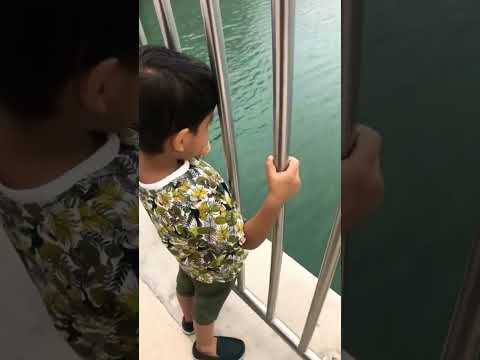 استكشاف المرينا