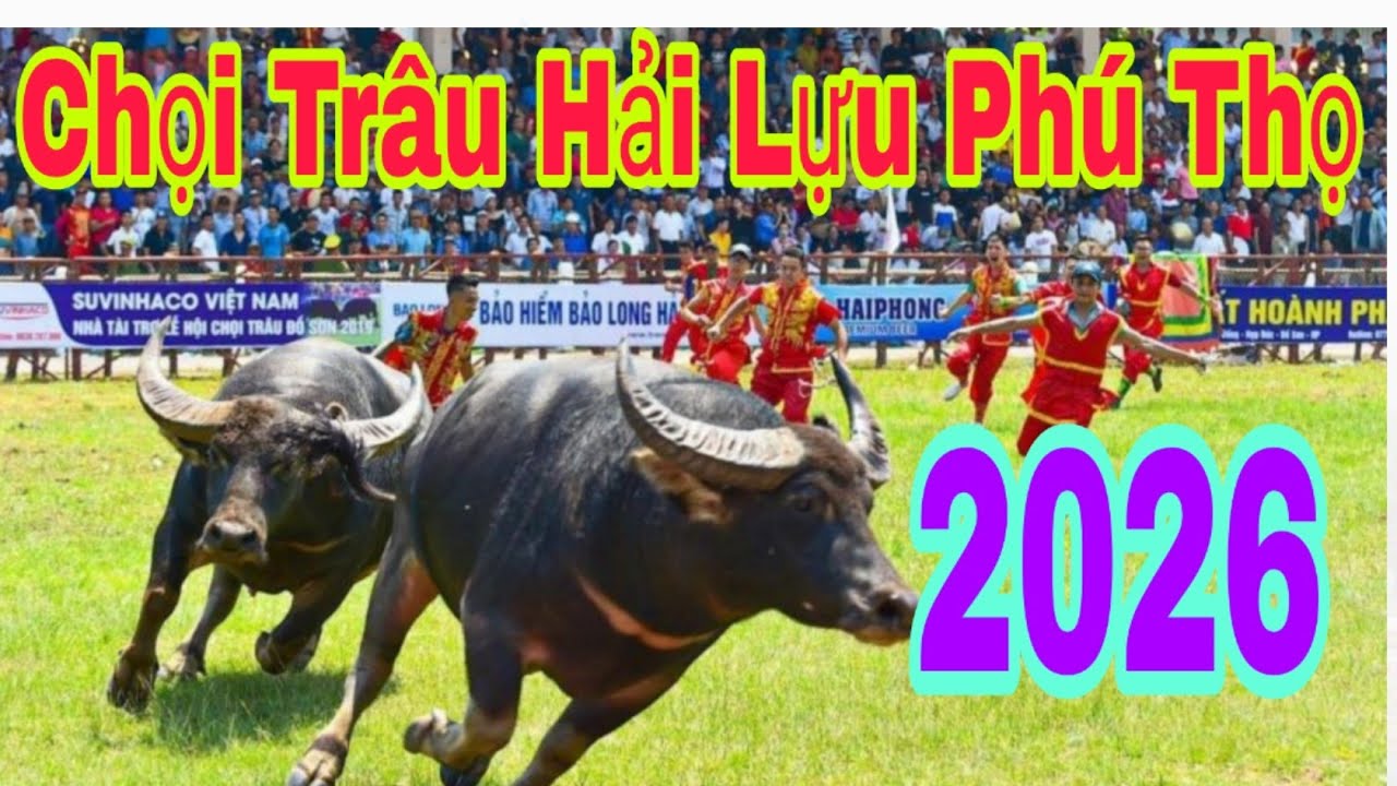 Chọi Trâu Hải Lựu Phú Thọ 2026#lễhội #choitrau #2026 