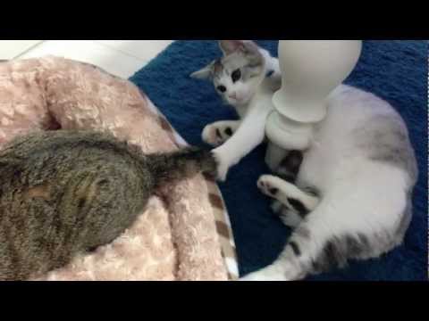 Eve playing with Ruby's tail. ルビーのシッポで遊ぶイブ