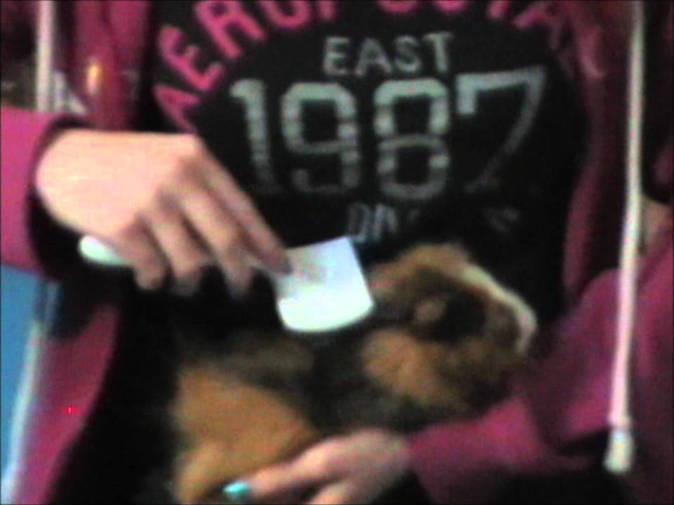 Guinea Pig Grooming Essentials: Nail Trimming, Brushing &...