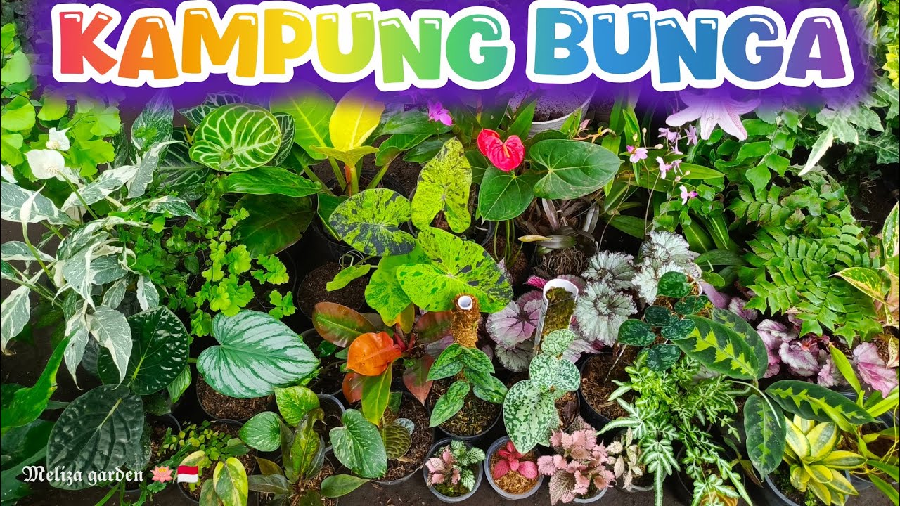 Tanaman berbunga makin banyak pilihan terbaru & terjangkau🥳