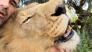 The Tension Between Lions and Hyenas | The Lion Whisperer