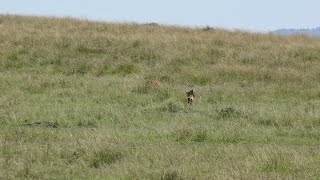 Impala Caught Completely Unaware By Two Cheetahs