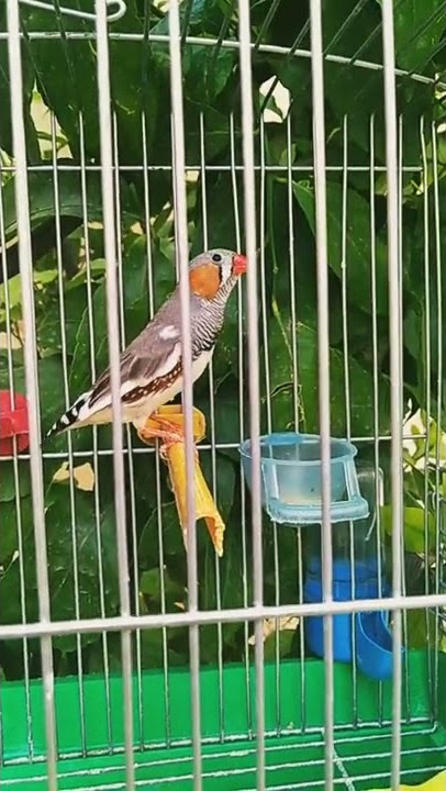 #Zebra finch ☺️#Black Brest.