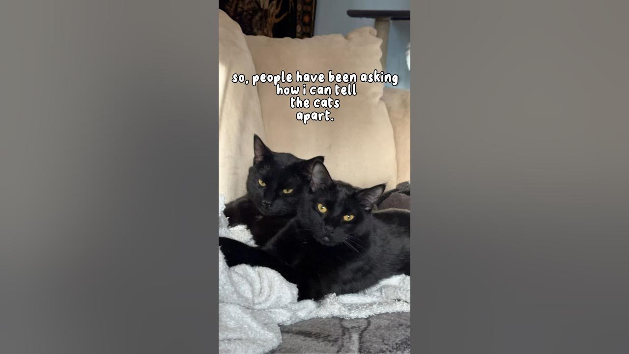 How I Can Tell My Cats Apart YouTube
