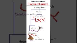 Classification of polysaccharides #neetexam