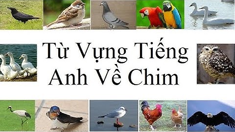 Con công tiếng anh là gì năm 2024