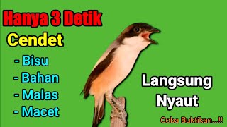 CENDET GACOR suara ngalas ahlinya bikin bunyi