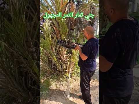 طريقة جني ثمار التمر المجهول Dates تمر