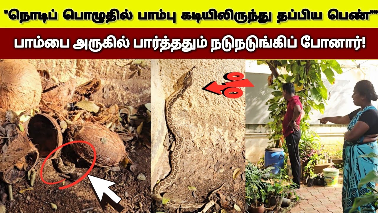 ஆத்தாடி இது கடிச்சிருந்தால் என்ன ஆகும்? நொடி பொழுதில் பாம்பு கடியில் இருந்த தப்பிய பெண் 😱 Snake_Saga